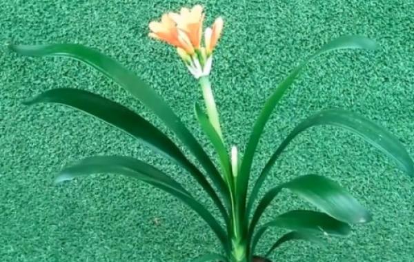 君子兰温差多大才能开花