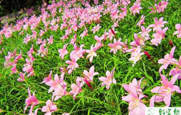 兰花早春时节怎么养护