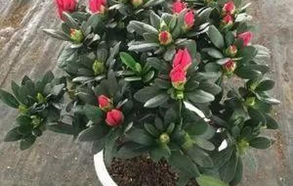 阳台花卉盆景如何越冬