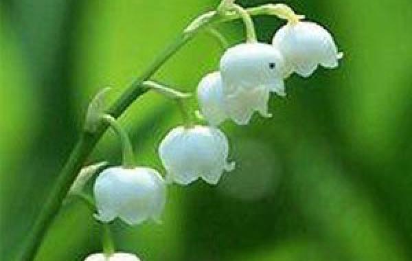 铃兰花什么季节开花