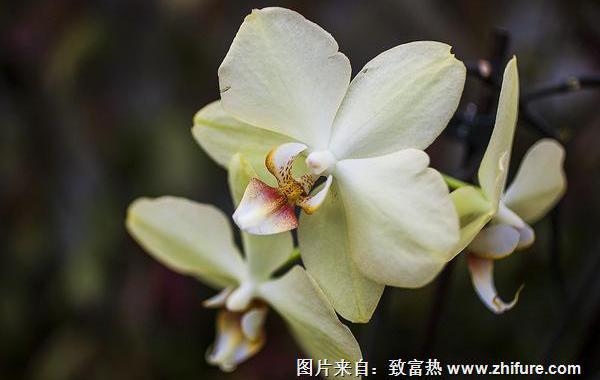 肾兰花的功效与作用及禁忌