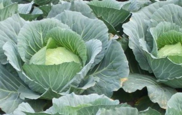 农作物和花卉为什么都要在一定的季节播种