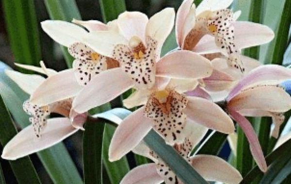 韭兰花的花语是什么?