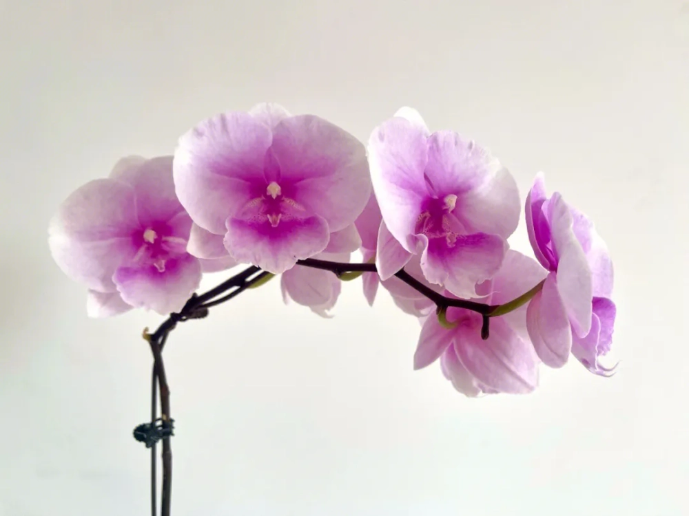 迷雾蝴蝶兰丰花吗 迷雾蝴蝶兰花期多久开花性强吗