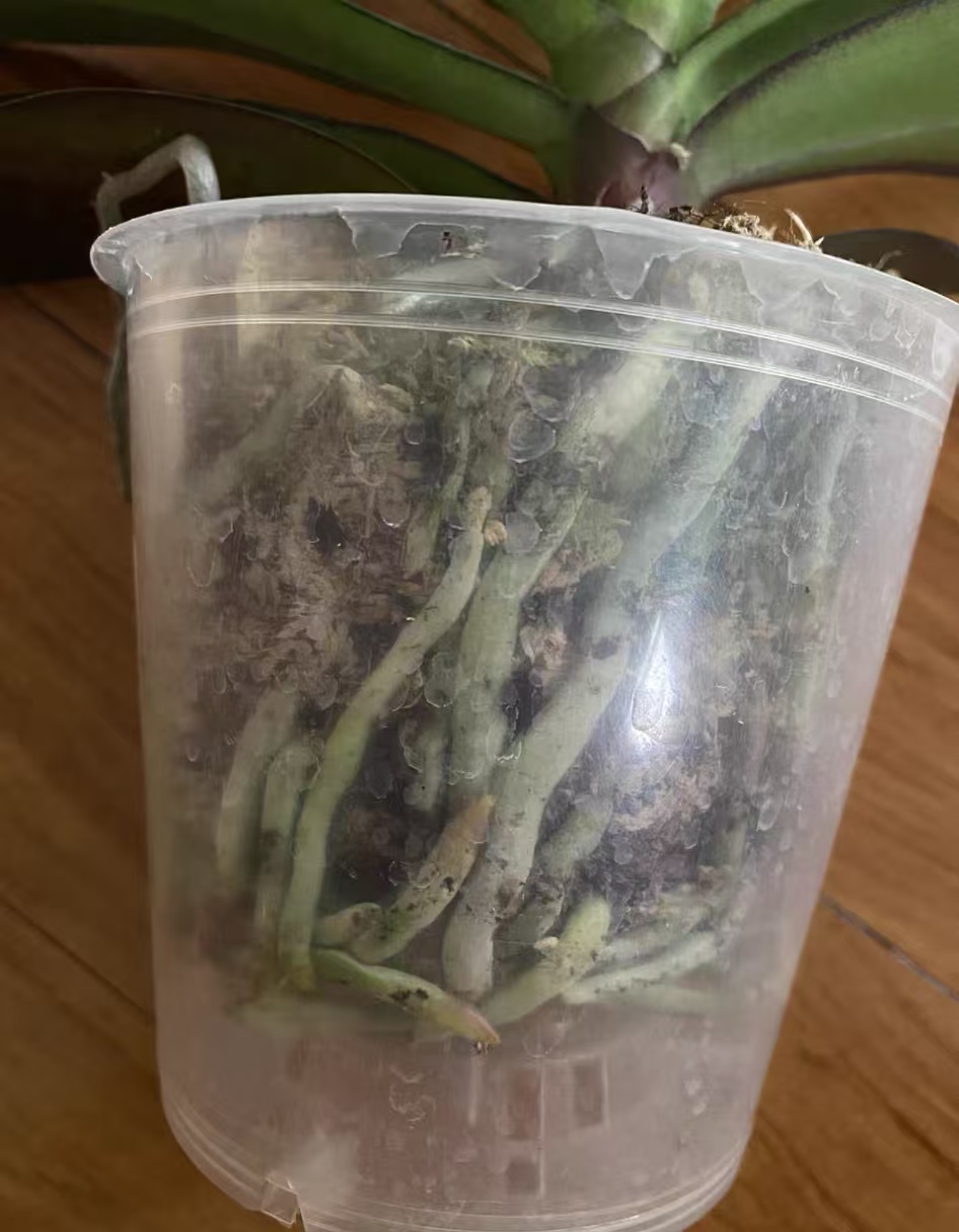 蝴蝶兰的根都烂没了还能生出来吗?兰花的根烂了还有救吗怎么救?