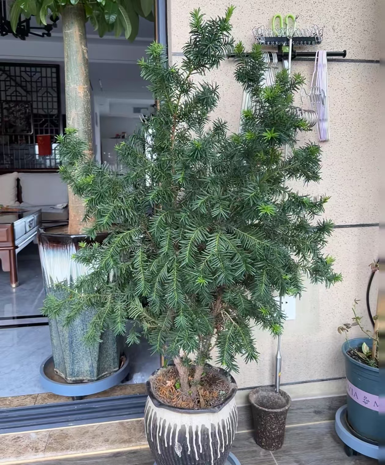 不生虫的植物有哪些呢?蚊虫不喜欢的盆栽有哪些种类?