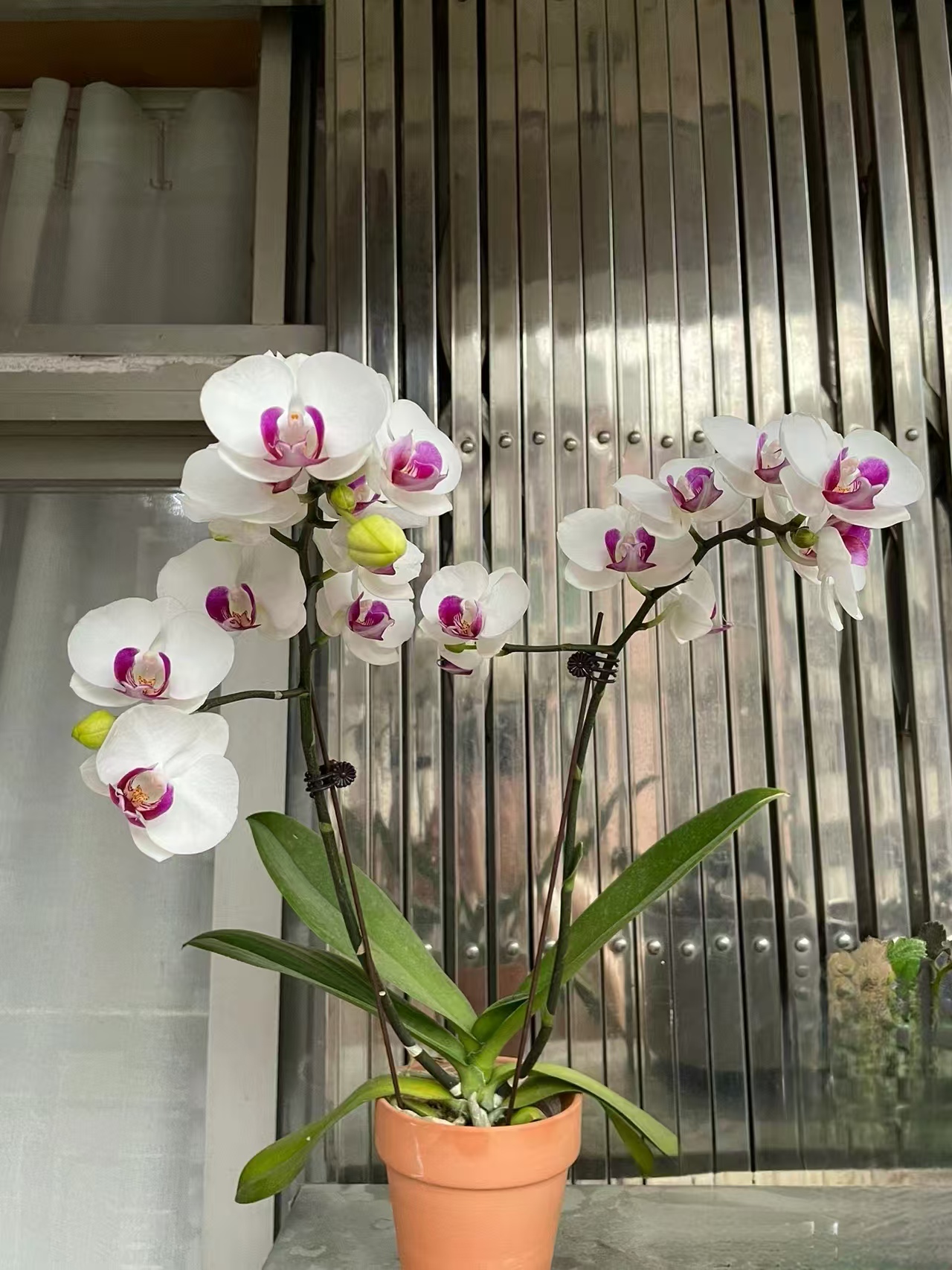 蝴蝶兰根系腐烂怎么补救?蝴蝶兰用什么基质土最好呢?