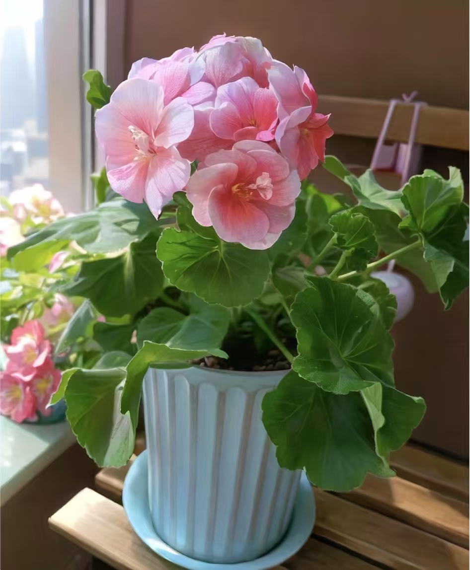 号称开花机器全年开花的品种有哪些呢?常年开花又好养的花盆栽是什么?