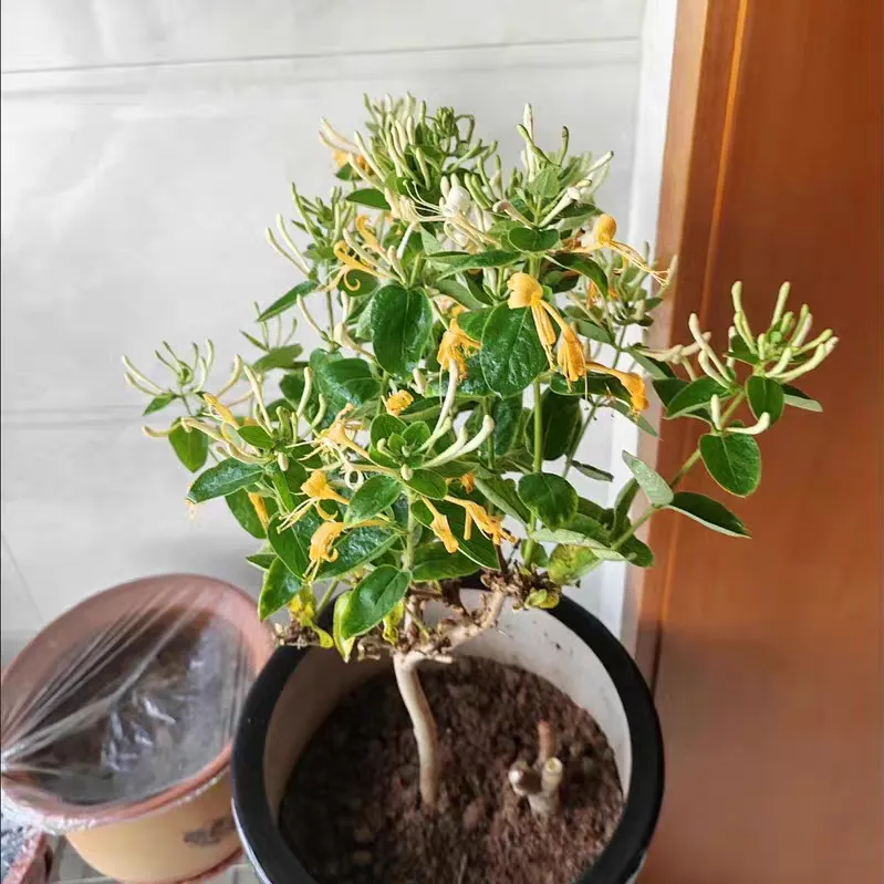 适合盆栽的中草药植物推荐 好养护的中草药有哪些