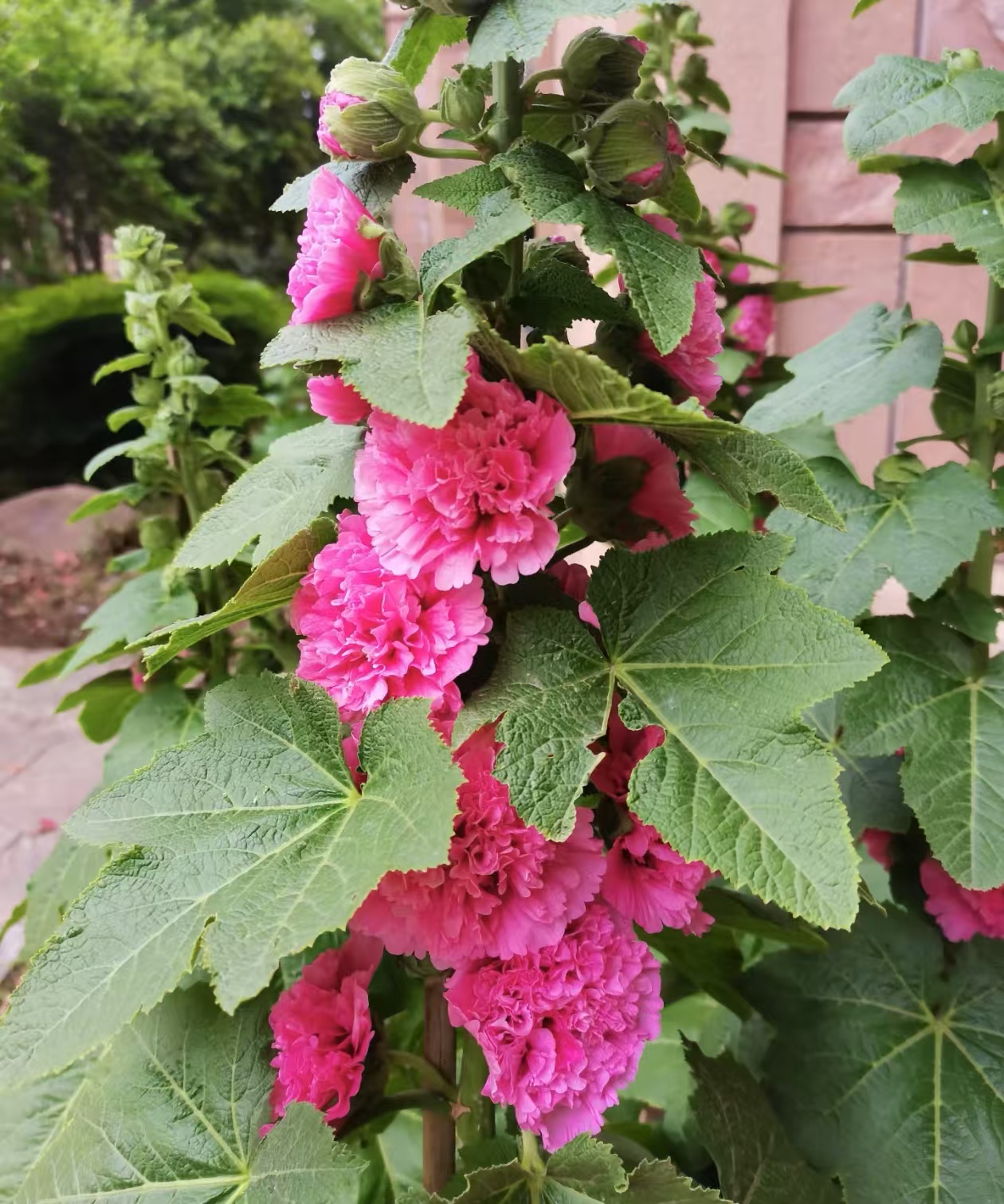 夏天越晒越开花的植物有哪些?适合阳台喜阳的花有啥?