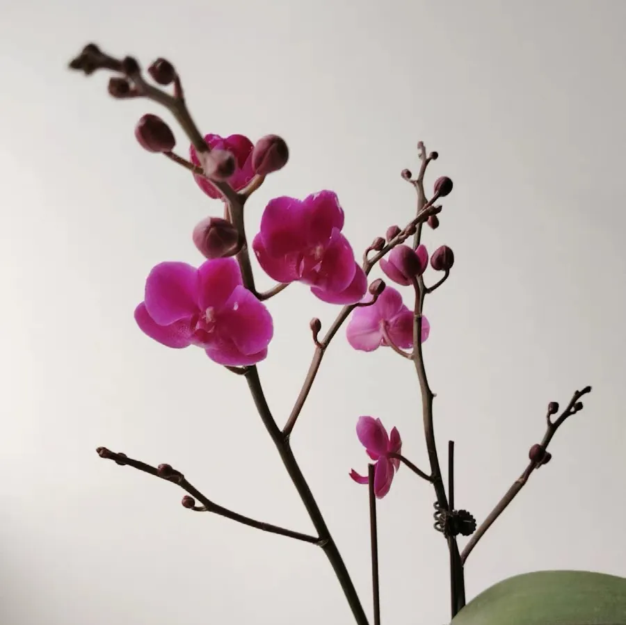立秋后蝴蝶兰南北方养护指南!南方如何通风防霉?北方怎样保湿防冻?关键技巧有哪些?