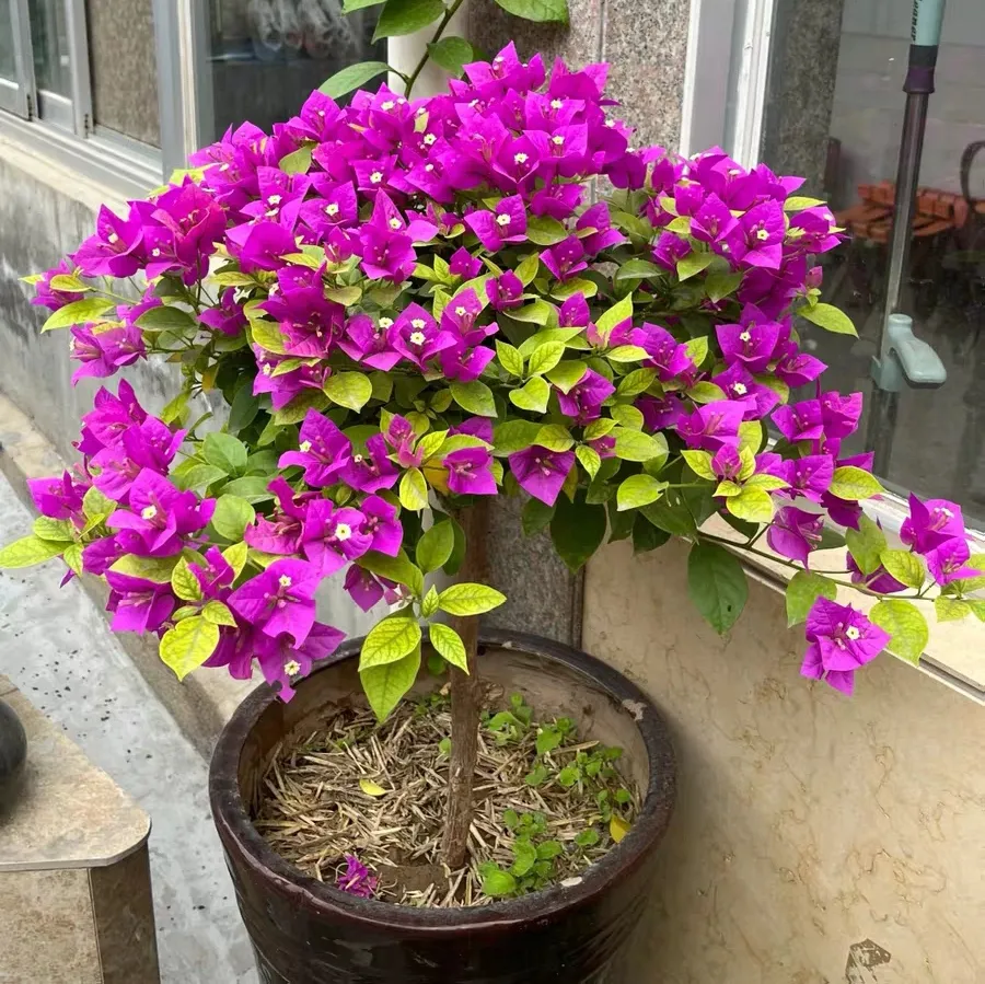 三角梅老桩怎么养能开花多?光照和温度要怎么控制?