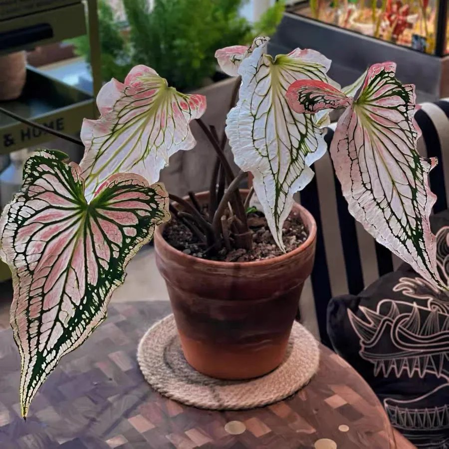 什么叶子花品种值得养?什么叶子花品种慎选?居家叶子花最好养的品种有哪些?