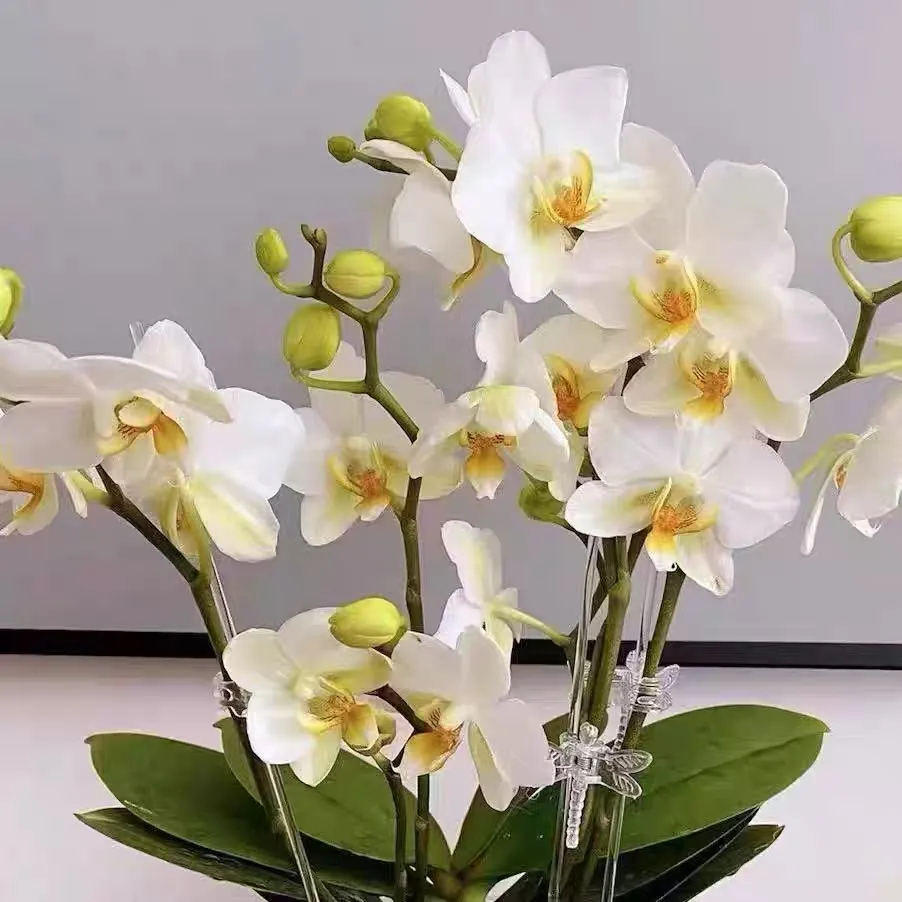 蝴蝶兰小苗升杯大法!手把手教你养出壮苗 换后养护根系辨别一次学会