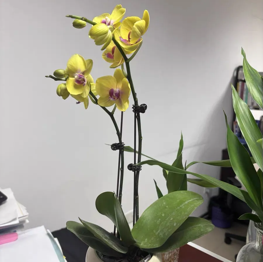 蝴蝶兰花谢后怎么保护骨朵？做好这几点还能二次开花