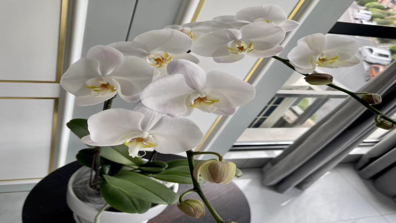 蝴蝶兰大白的花期多长 蝴蝶兰大白夏天怎么浇水