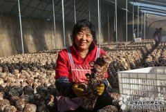 河北:秦皇岛推进食用菌生产促农增收(图)