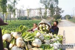 重庆铜梁区沙土萝卜丰收　价格上扬（图）