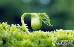 丹江口市加强种质资源普查与收集工作(图)