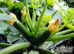 张掖：籽用西葫芦有望在山丹“生根开花”（图