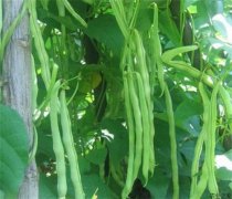 菜豆栽培管理:菜豆的种植和管理,菜豆是什么植物