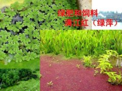 满江红为什么作为绿肥？满江红是一种优良的绿肥和饲料吗？