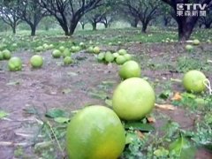 堆肥怎么做：文旦落果堆肥技术之制作及利用