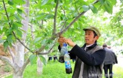 糖醋液怎么配制糖醋液配方比例是多少?糖醋液的作用是什么?