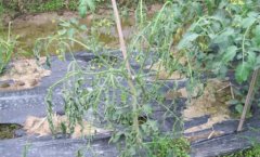 西红柿青枯病：番茄青枯病怎么防治？青枯病最好的治疗方法