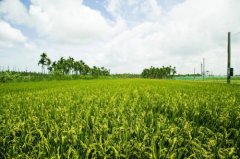 水稻高产品种排名:高雄147号水稻独占鳌头,是水稻品种口感最好的