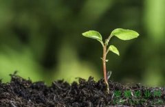 农药的使用方法有哪些？微生物农药的问题有哪一些？
