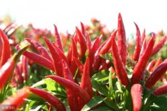 朝天椒的种植技术：朝天椒种子怎么种植？朝天椒种植方法介绍
