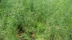 茴香种植方法：小茴香怎么种植？小茴香种植的适宜温度是多少