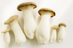 杏鲍菇栽培：杏鲍菇的种植中的常见问题有哪些解答