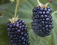 黑莓种植技术:黑莓种植条件和黑莓是否容易种植介绍