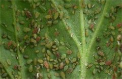 山药病虫害及防治措施:豆金龟甲与蓝翅负泥虫防治方法