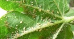 花卉蚜虫之棉蚜特点，花卉蚜虫症状特征与棉蚜形态