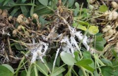 花生病害：怎么防治花生白绢病？花生白绢病什么药最好？