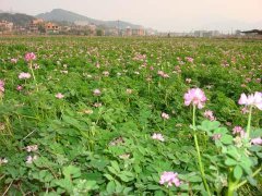 紫云英怎么种植?紫云英种植方法介绍