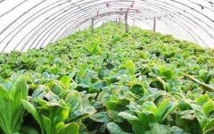 种植莴苣方法：莴苣的种植方法和时间土壤条件