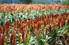 甜高粱种植技术：甜高粱是什么？甜高粱和高粱的区别在些方面