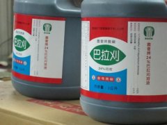 巴拉刈:草坪可以用巴拉刈吗?巴拉刈中毒有多严重