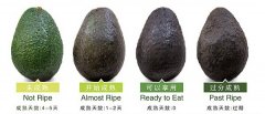牛油果成熟的辨别方法:什么样子是熟了,什么时候吃最好