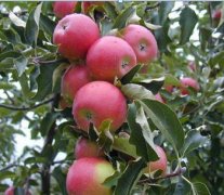 苹果树一年施几次肥?苹果树春天施什么肥苹果树用什么化肥最好