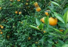 橙子种植方法和管理:橙子的播种方式是什么?橙子种植条件