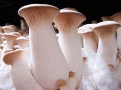 咖啡渣种蘑菇:咖啡渣养蘑菇?蘑菇脚插在咖啡渣里可以种植吗