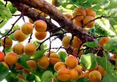 杏子种子的种植方法：杏子怎么种植？杏仁核几时下土种？