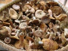 蘑菇销售:蘑菇无法销售怎么办?蘑菇销售渠道有哪些怎么找销路