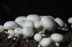 双孢蘑菇栽培新技术:什么是双孢蘑菇?双孢蘑菇是口蘑吗