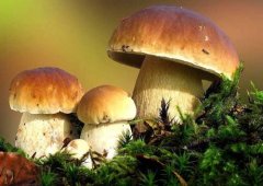 牛肝菌有毒吗?牛肝菌为什么会中毒新鲜牛肝菌价格多少钱一斤
